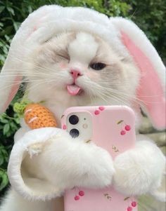 Mèo con cute