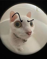 mèo sida