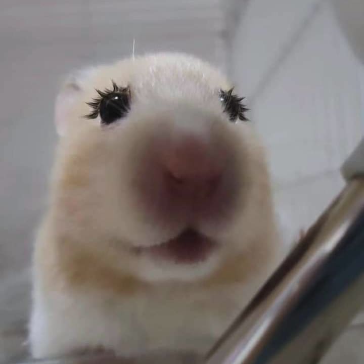 nguoidepp