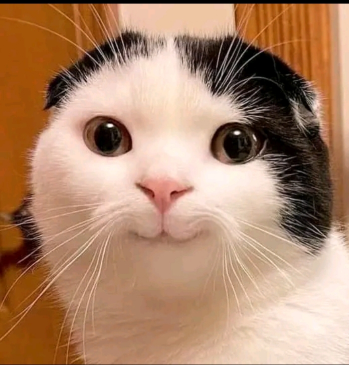 Mèo tà râm 