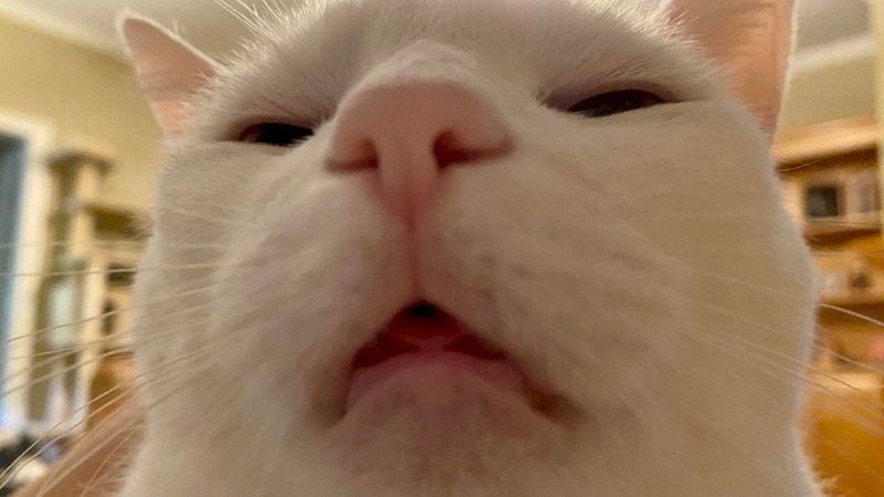 Mèo cười iar