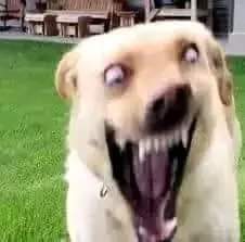 Wer trầm tính 