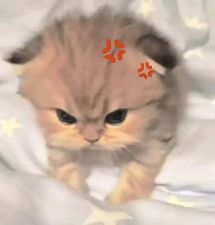 con mèo lạc vào vườn dưa leo