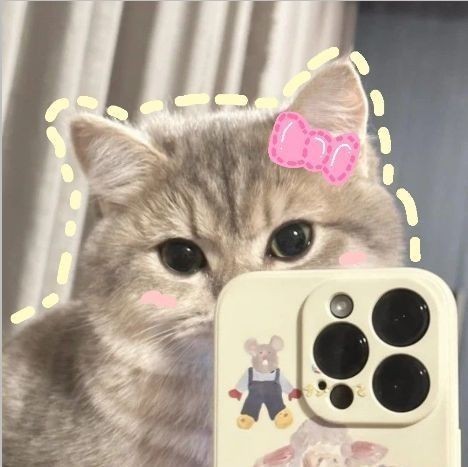 Mèo Cam Cute