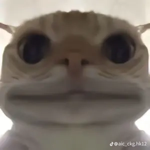 Cá đây