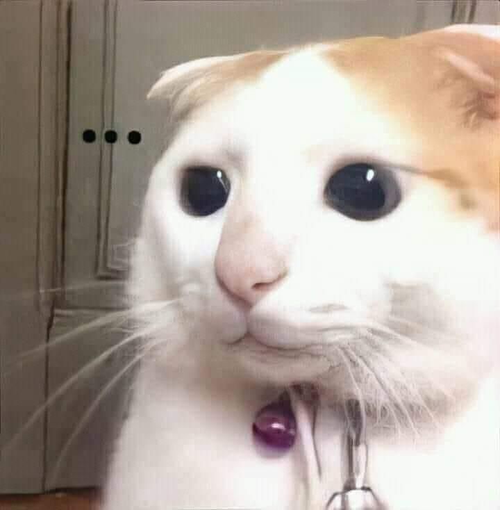 Meow cam đào sả tắc