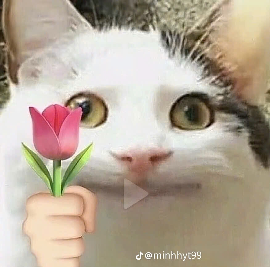mê otp tới già