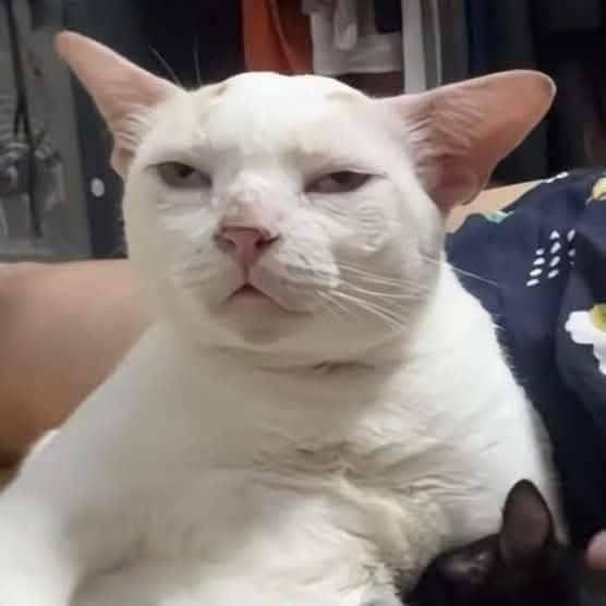 Cá mập thù lù 