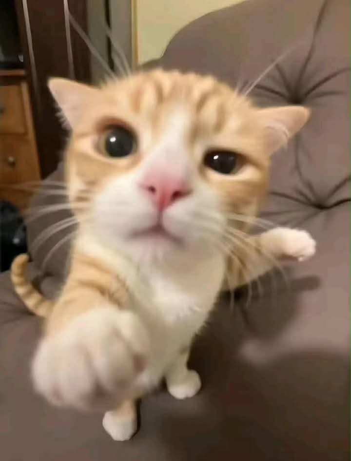 PBAnn