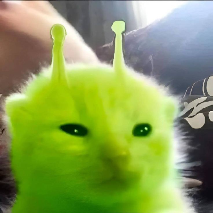 Ụt à ụt ịt