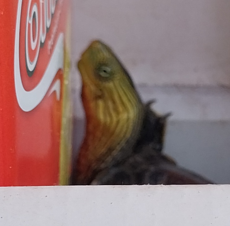 meoooo