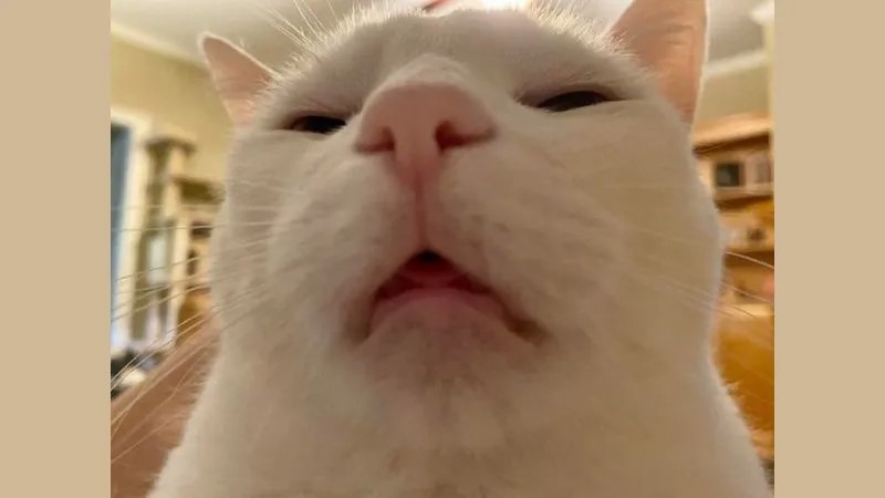 lồn giận cá chém thớt