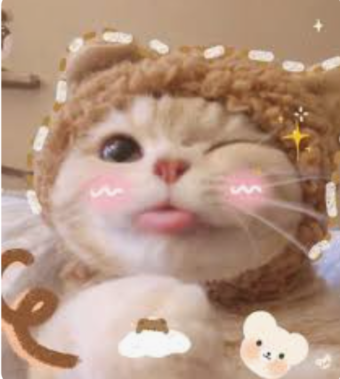 Meo cute
