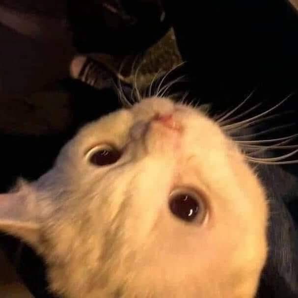 meoww