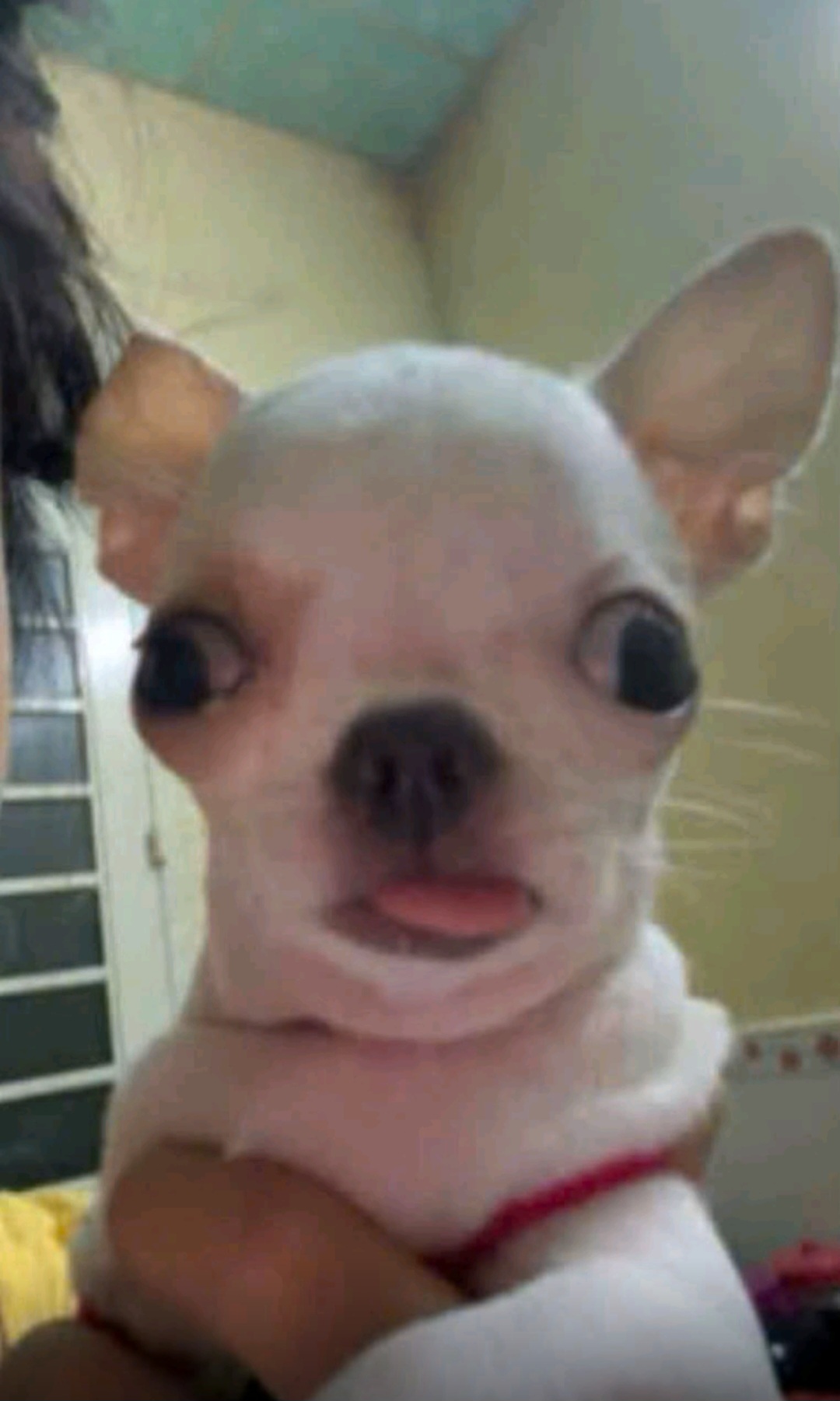 kissdangyeu