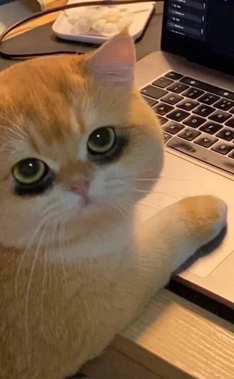 Củ Cải