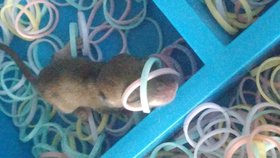 Tiểu thư nhà vườn 