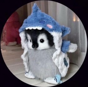 Cô pé thik zai vó tu 