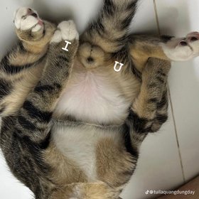 Đám này ko bình thường