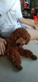 Nhà có nuôi con báo tên cừu