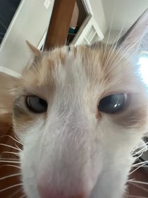 Mèok Béok Yêuk Ank