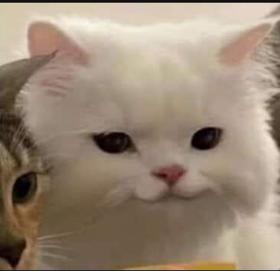 Đọc hương đọc hoa