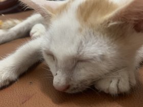 Động vật cần bl để sống qua ngay