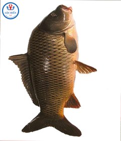 Cá chép chà bặc