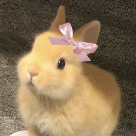 bunnii