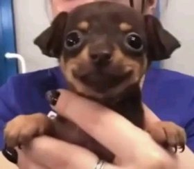 Gái già cặc 2 phân 