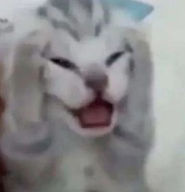 chim chích choè có gai