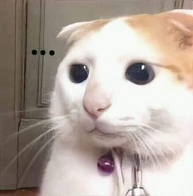 Meow cam đào sả tắc