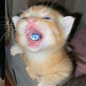 1 ngày ỉa 10 lần