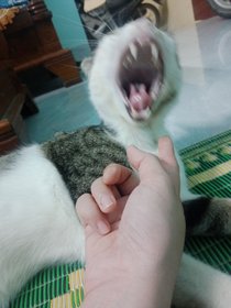 Meomeku