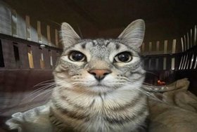 susu