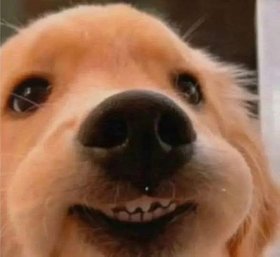 Mlem mlem 