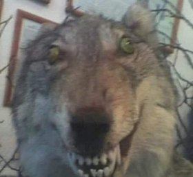 mời 2 anh di chuyển lên giường ạ