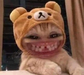 Mèo thích cảnh có H