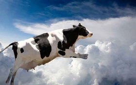 Loài bò biết bay muôn năm đại đế