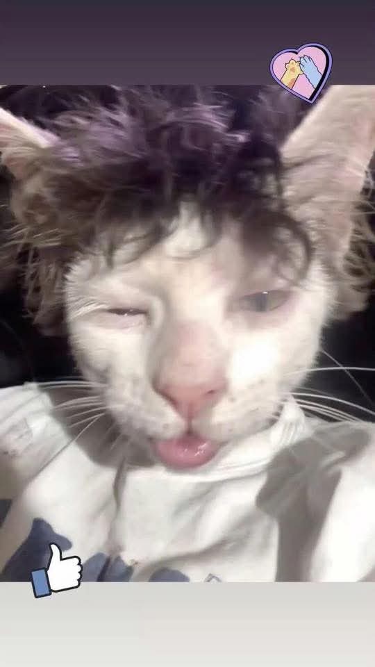 đắm chìm trong boylove